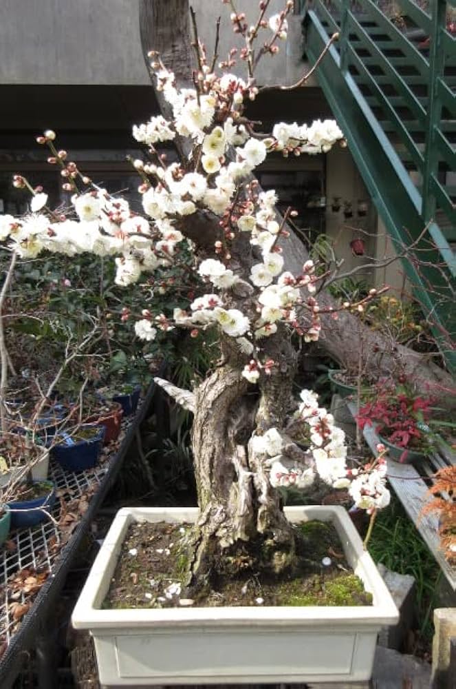 Amazon｜盆栽 梅 樹齢80年生 花芽付き！八重野梅（太幹）【現品】2022