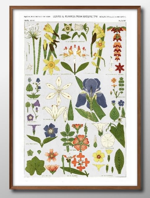 Amazon.co.jp: 植物図鑑 ボタニカル 花 A3 サイズ おしゃれ 絵画