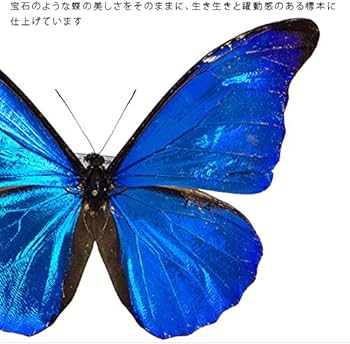 Amazon.co.jp: 蝶の標本 レテノールモルフォ Morpho rhetenor モルフォ