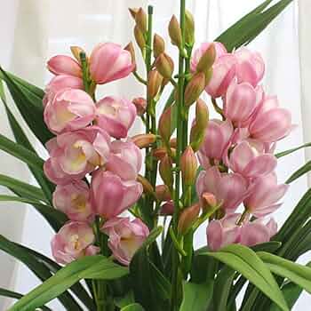 51qYOfPqDpL._AC_UF350,