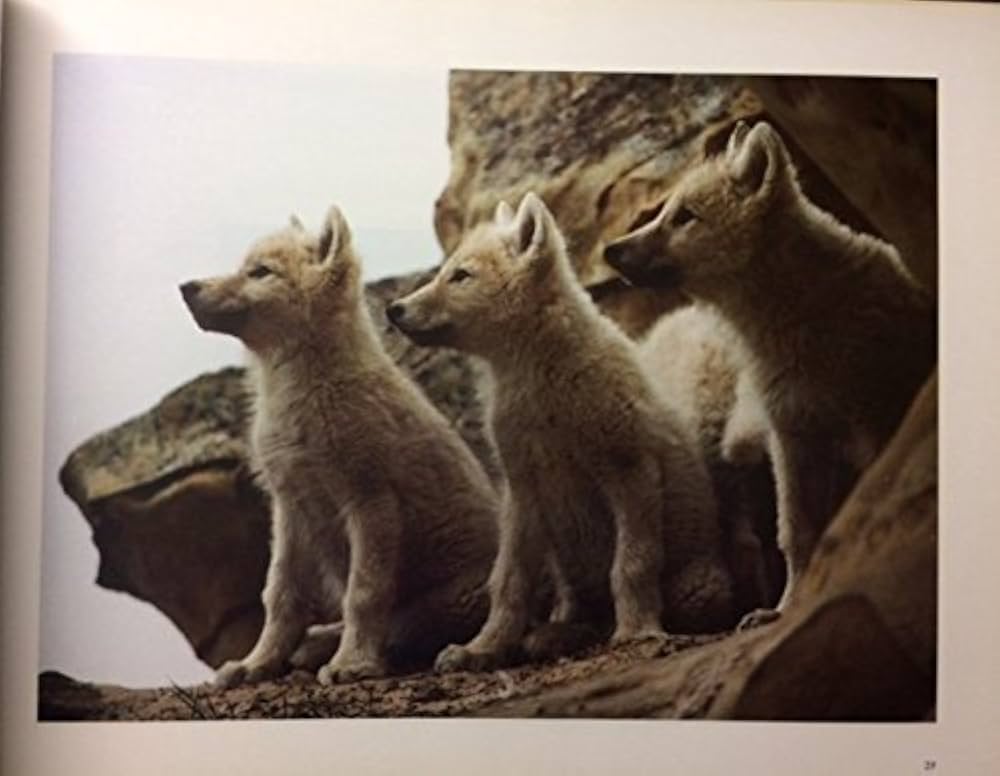 白いオオカミ: 北極の伝説に生きる | ジム・ブランデンバーグ, Jim