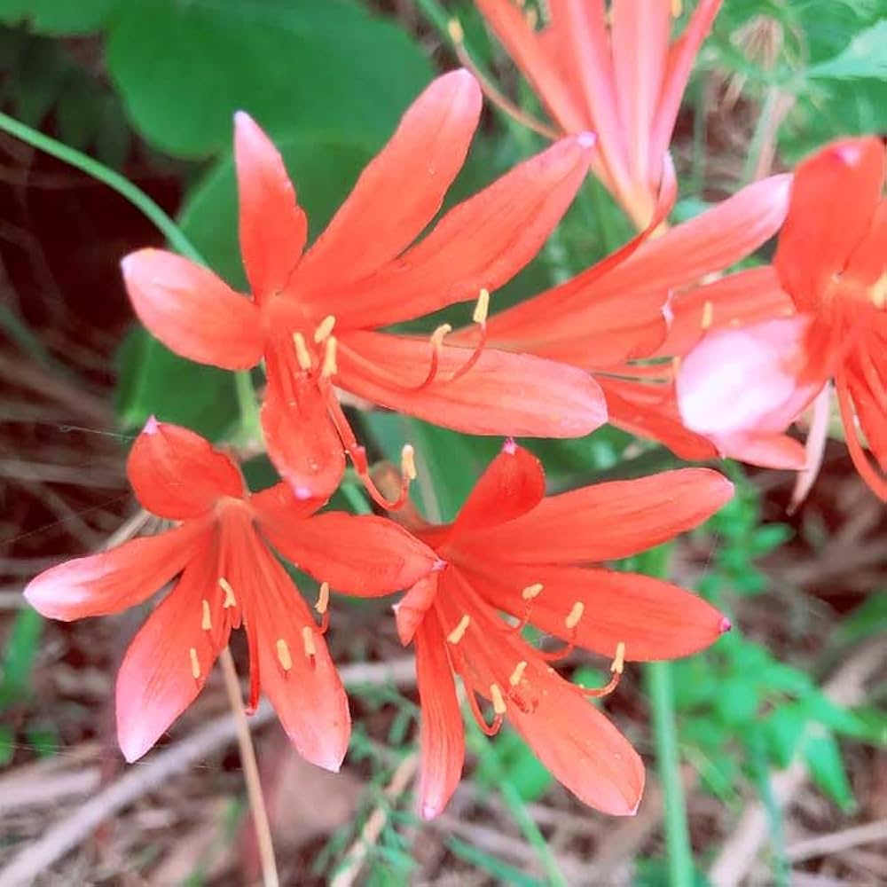 Amazon.co.jp: リコリス キツネノカミソリ 球根 1球 ヒガンバナ 彼岸花