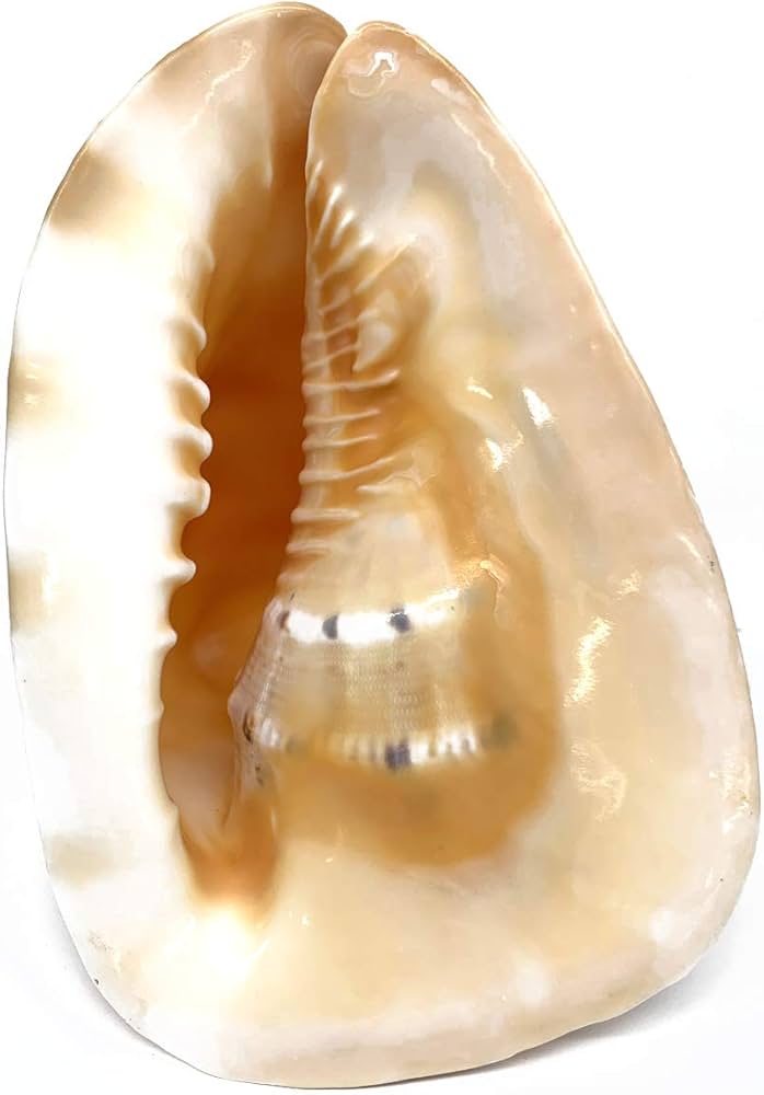 Amazon | 大型 貝殻 モデル トウカムリ | 生態・採集 | おもちゃ