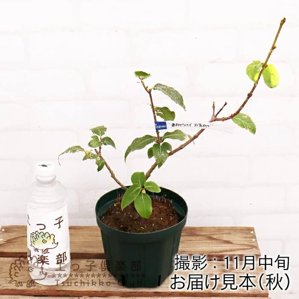 Amazon｜満月蝋梅 （ まんげつろうばい ） 5号鉢植え 【単品】｜観葉