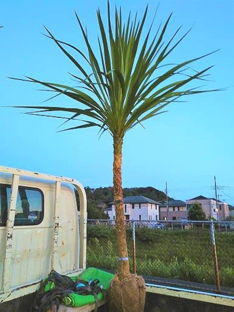 Amazon | ニオイシュロラン ドラセナ 樹高190㎝前後 リゾート庭木 | 植木