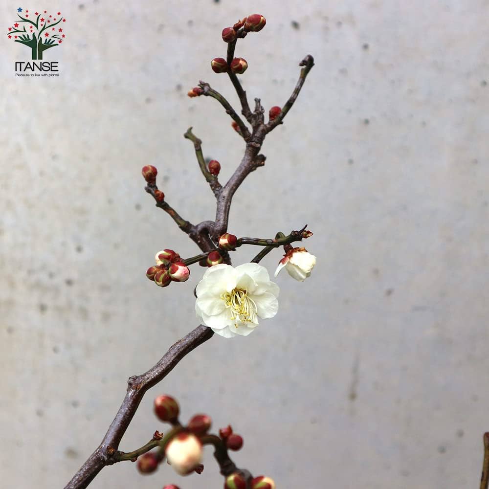 Amazon.co.jp: 雲竜梅(ウンリュウバイ) 8号鉢【品種で選べる花木苗/1個