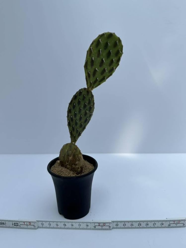 Amazon.co.jp: オプンチア ステノペタラ パンダ団扇 パンダウチワ