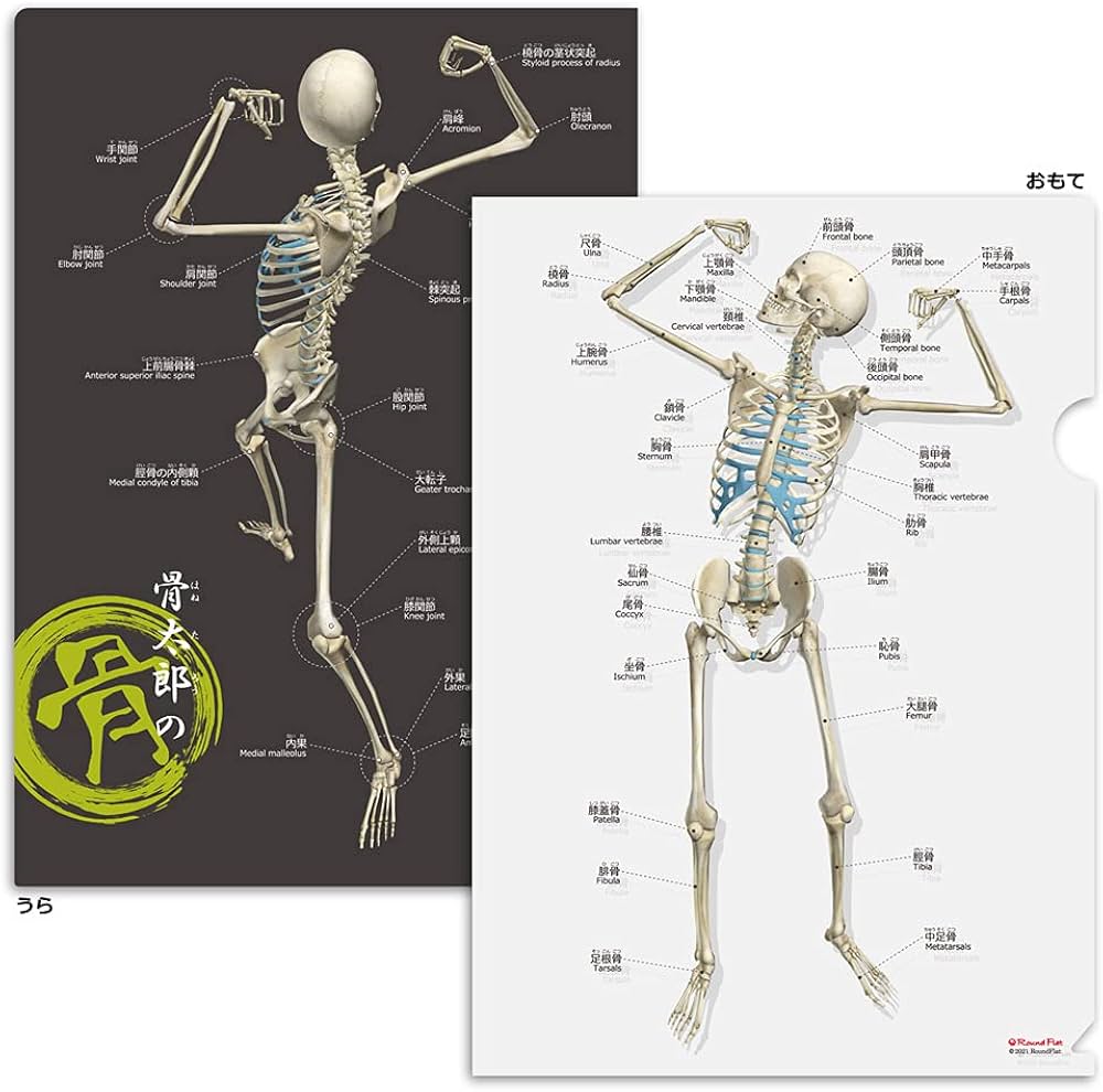 Amazon.co.jp: 筋次郎コレクション1DX クリアファイル5枚セット