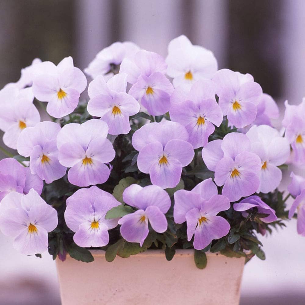 Amazon | ビオラ フローラルパワースーパー ソフトピンク 10個セット