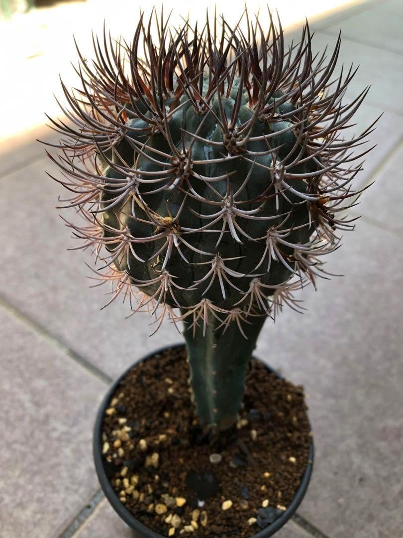 プヤ セルーレア 4ヘッド プヤ セルーレア 7？8？ヘッド 抜き苗