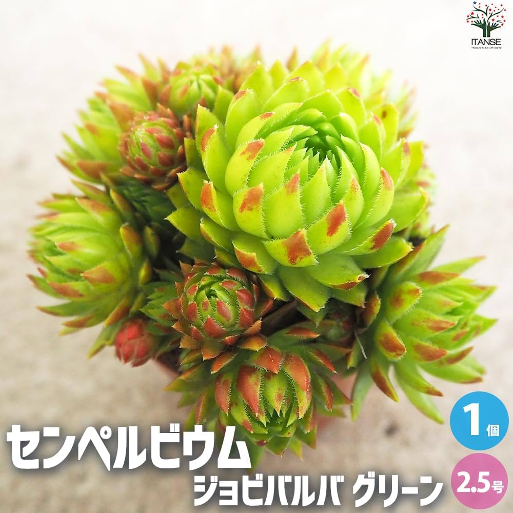 Amazon｜センペルビウム・ジョビバルバ グリーン 2.5号鉢 1個売り