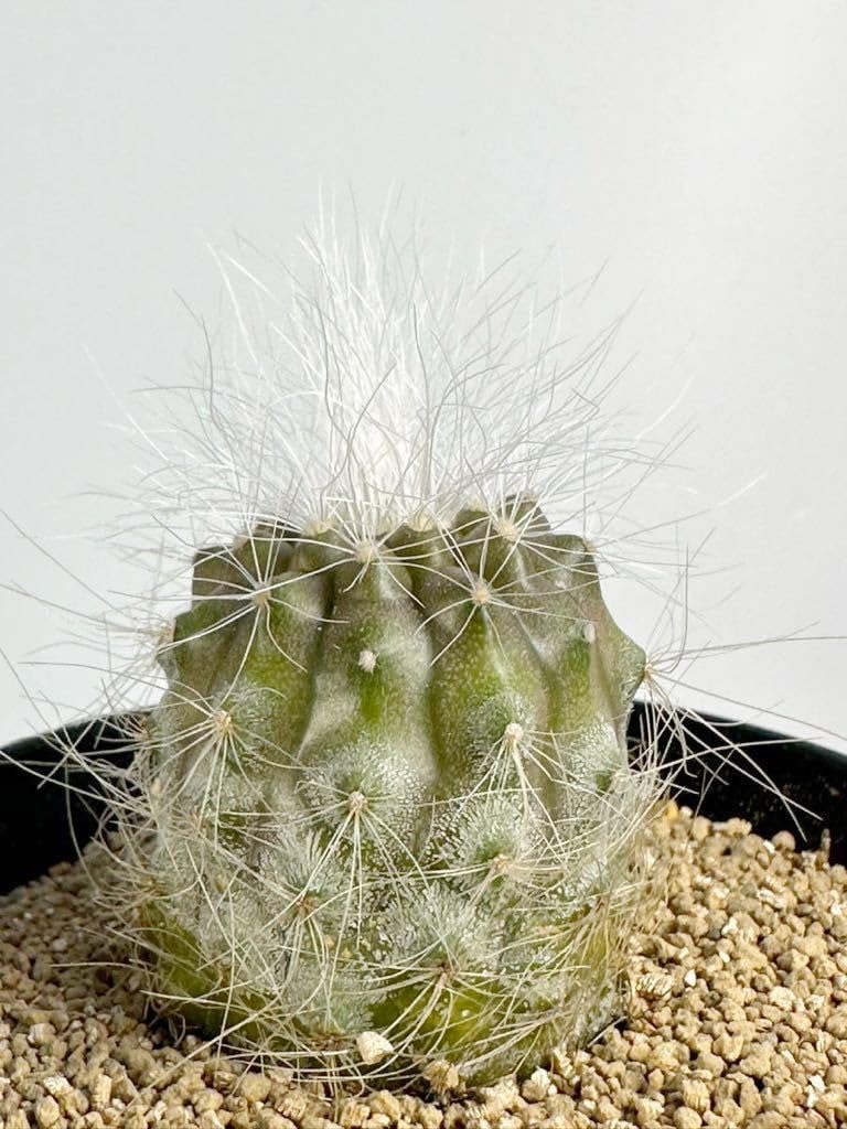 Amazon.co.jp: Copiapoa krainziana v. scopulina コピアポア クライン