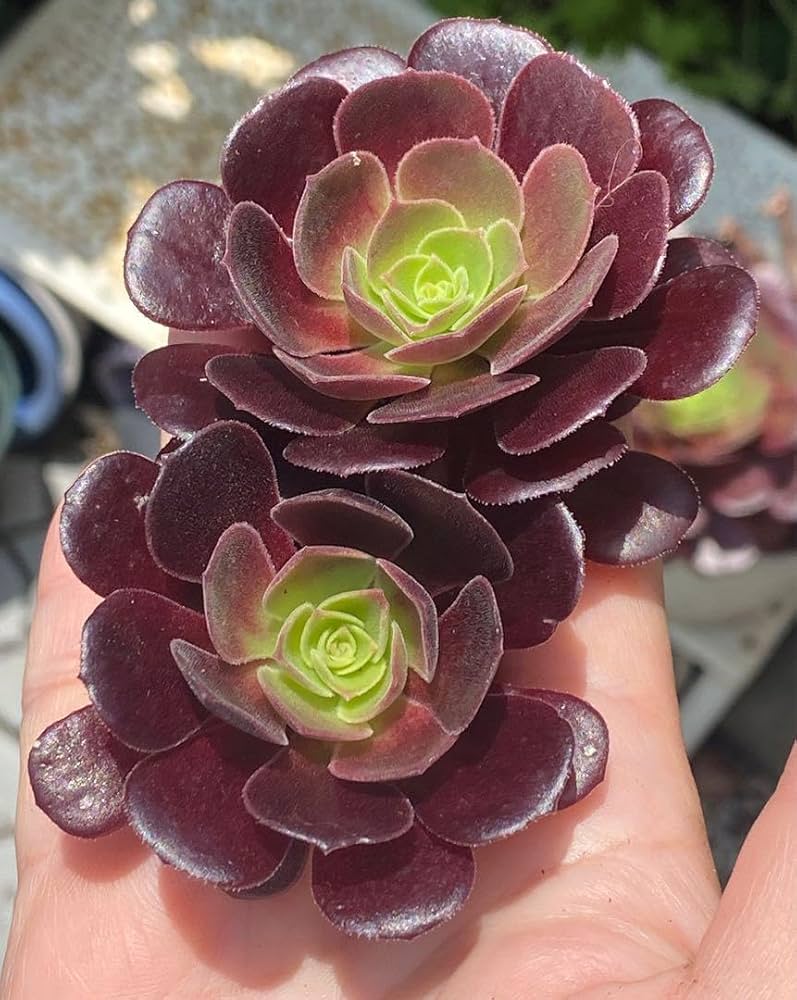 Amazon.co.jp: 多肉植物カシミヤバイオレット黒法師カット苗2つ : ホビー