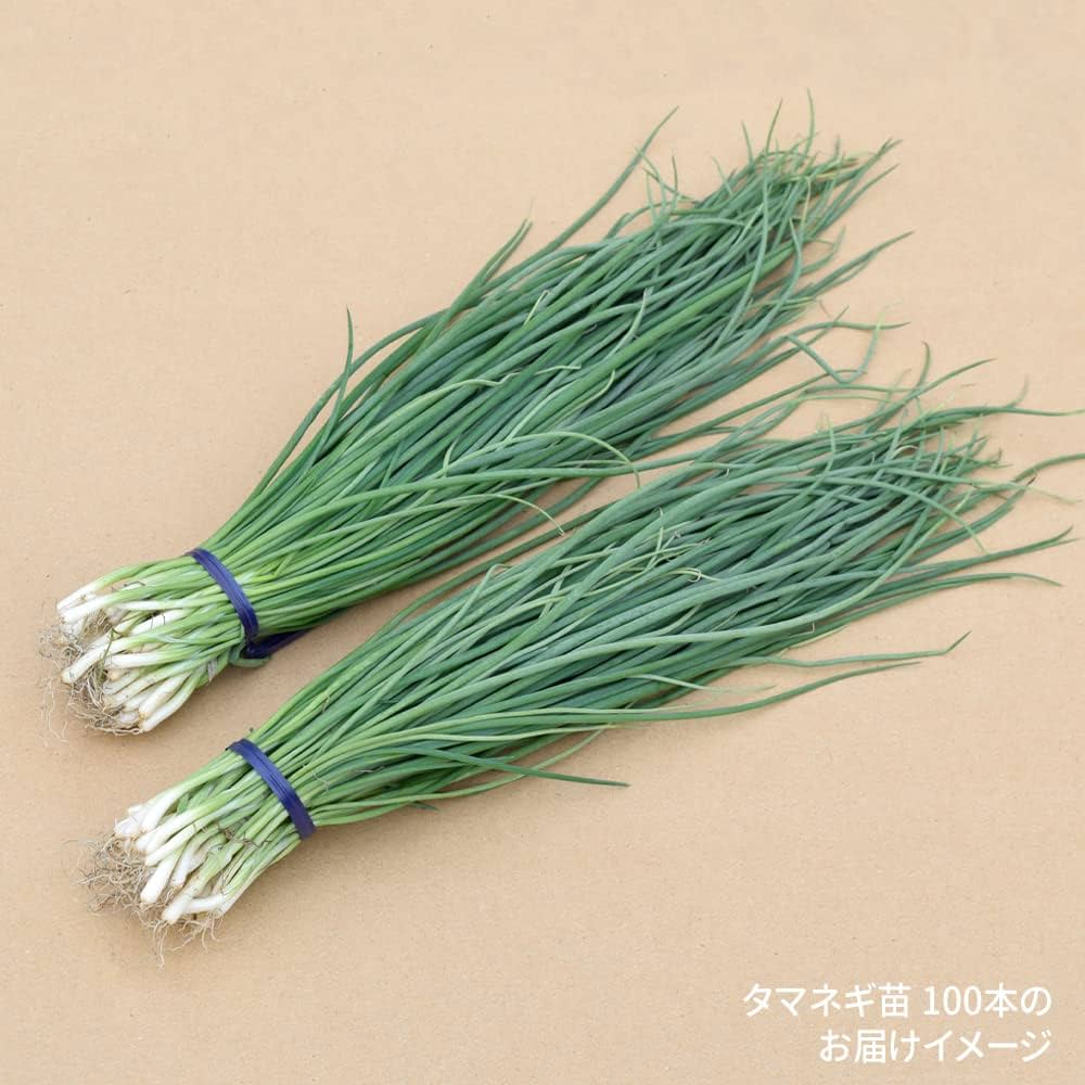 Amazon.co.jp: 玉ねぎ苗（晩生）F1もみじ3号 100本 / 国華園 25年秋