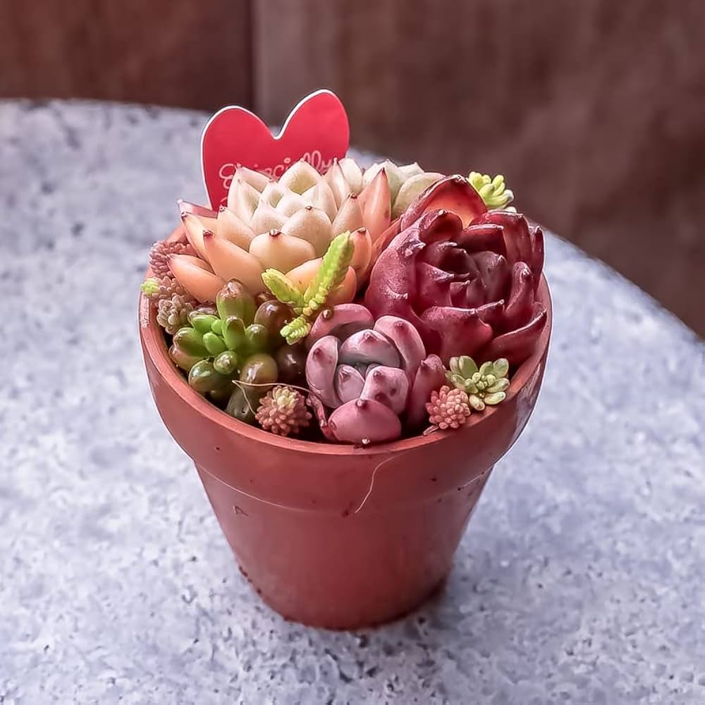 Amazon｜多肉植物 寄せ植え 苗 かわいい器に寄せ植えされた多肉植物