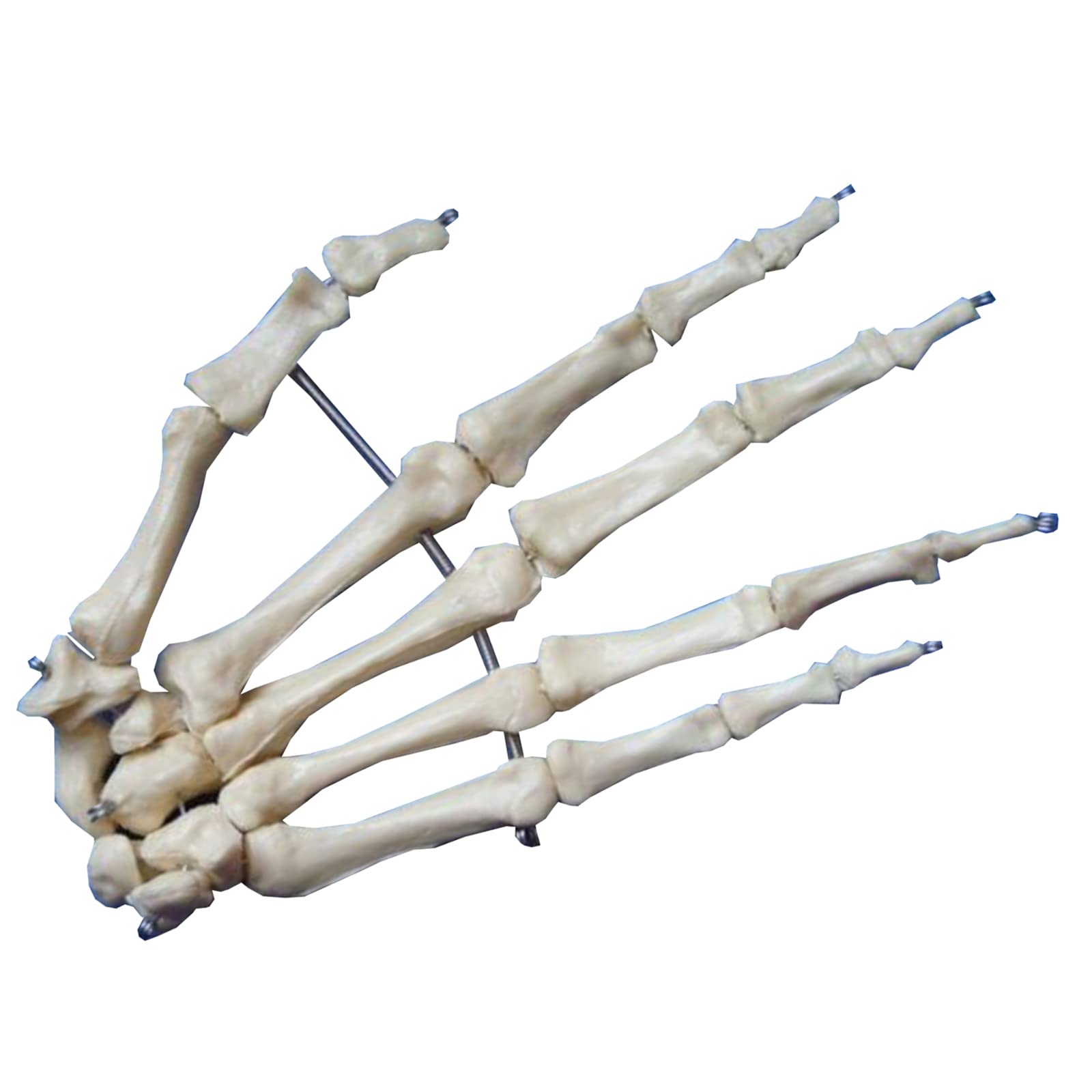 Amazon.co.jp: 人間の手関節モデルの教育 - 手の骨モデル - 説明用の手