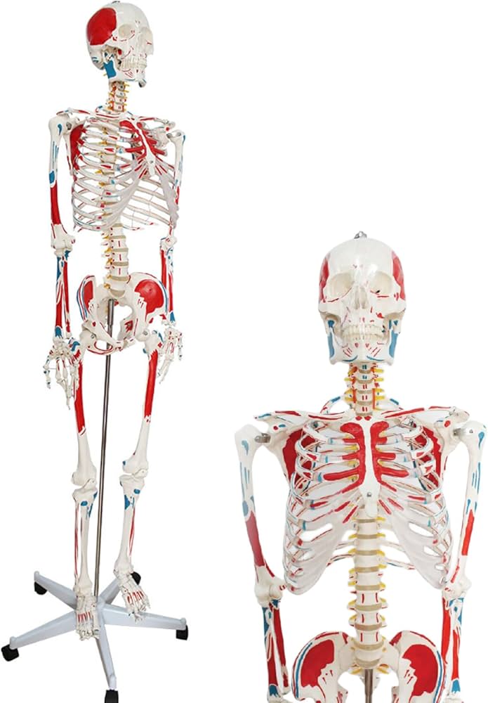 Amazon.co.jp: Ynaioang 人体模型-人体骨格模型 176cmの人骨格モデル 1