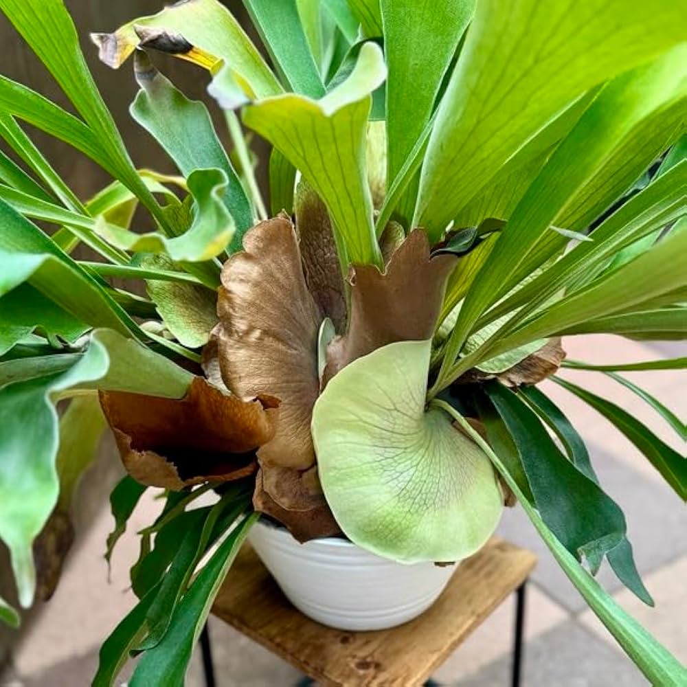 Amazon｜おしゃれ 観葉植物：ビカクシダ コウモリラン ネザーランド*9