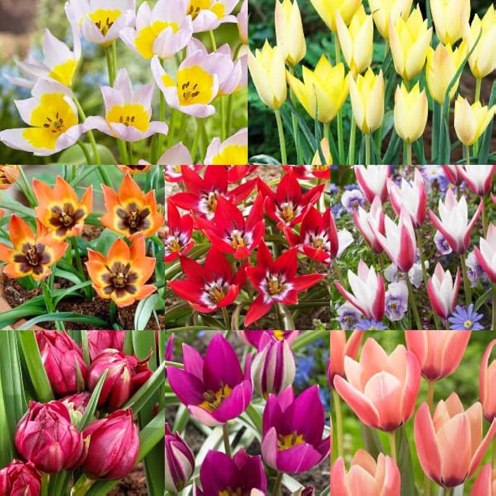 Amazon.co.jp: チューリップ 球根 ミニチューリップコレクションセット