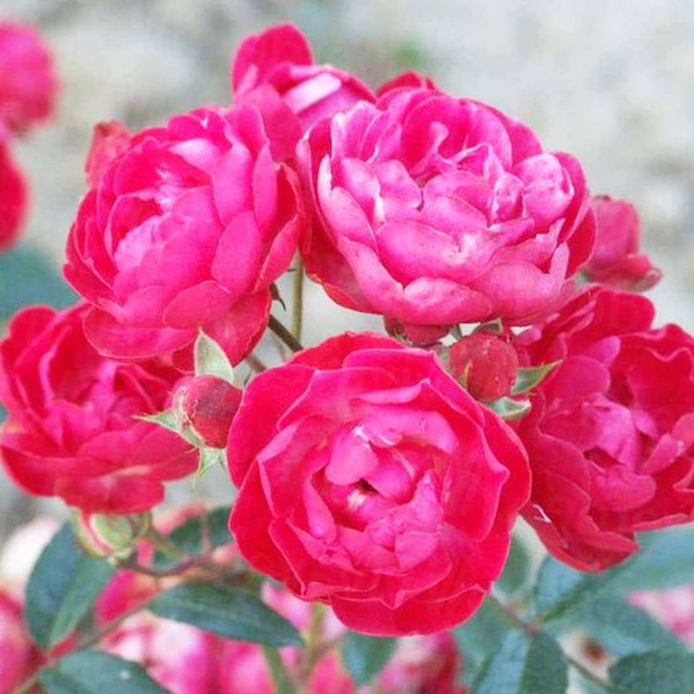 Amazon.co.jp: ポリアンサローズ・ディックコスター 6号【品種で選べる