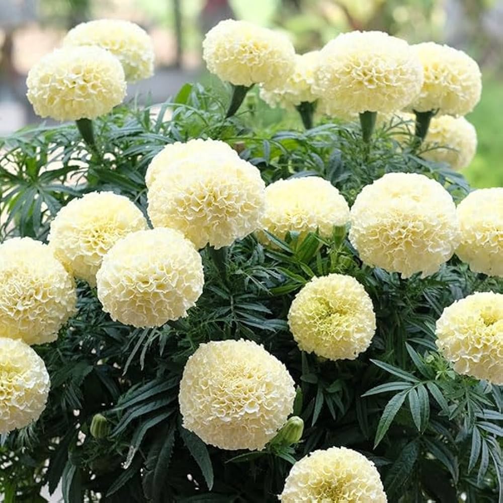 Amazon.co.jp: 種 花たね マリーゴールド F1ビッグスワン 1袋（12粒