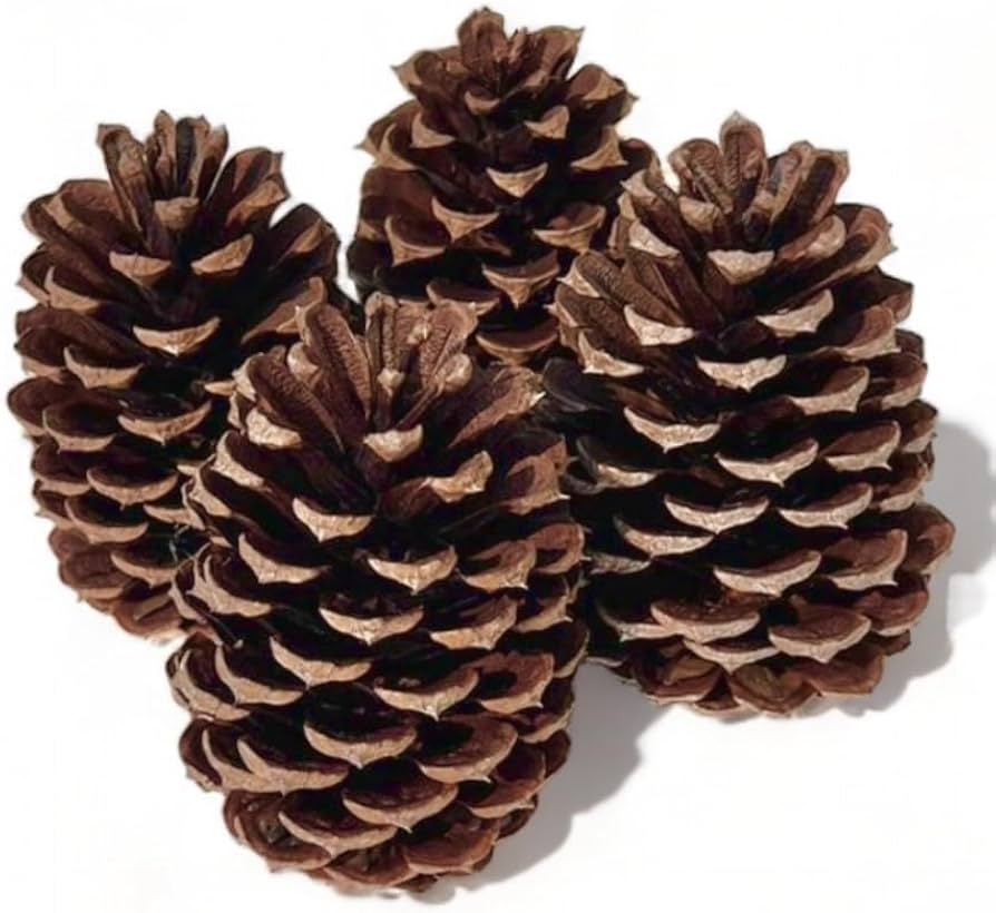 Amazon.co.jp: 純国産 巨大 松ぼっくり 約10～15㎝ 4個入り 大王松