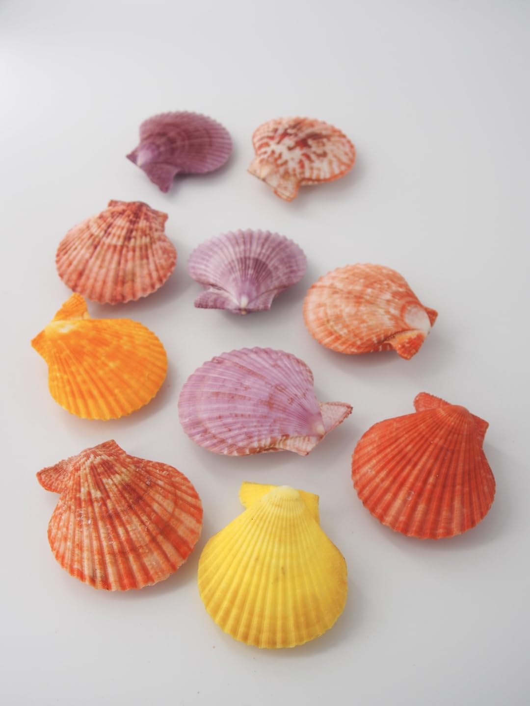 Amazon.co.jp: 【貝殻の問屋さん】ヒオウギガイ両面ミックス (貝殻のみ