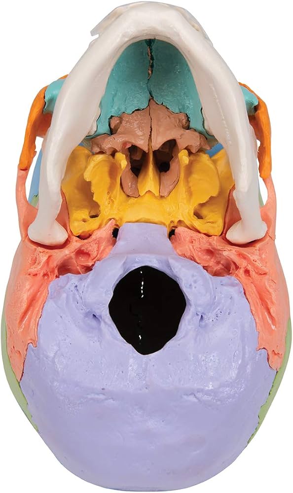 Amazon.co.jp: 3B社 頭蓋骨模型 頭蓋骨22分解キットマルチカラー仕様