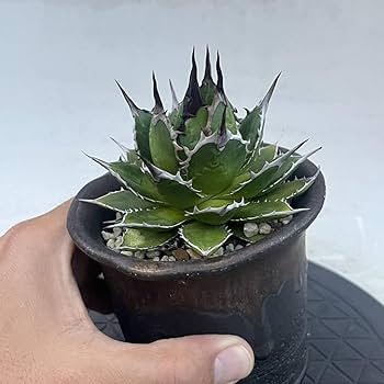 Amazon.co.jp: アガベ ホリダ 実生選抜 特選 コレクション株 強棘