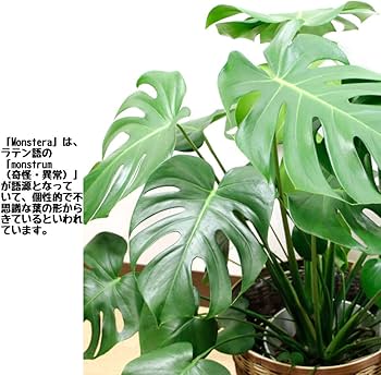 Amazon｜観葉植物 モンステラ 8号 鉢カバー付 高さ約70～90cm 室内用