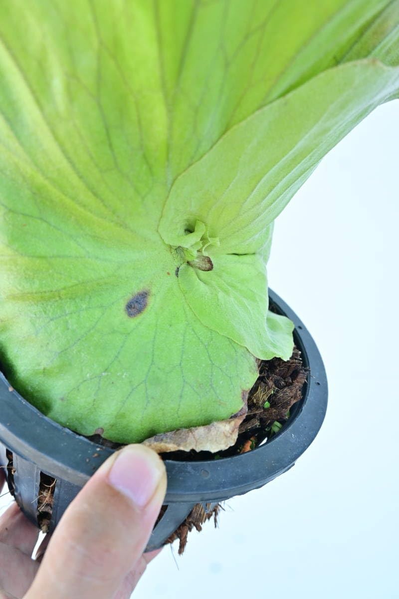 Amazon.co.jp: P.wallichii wild② @bikamori.com ビカクシダ ワリチー