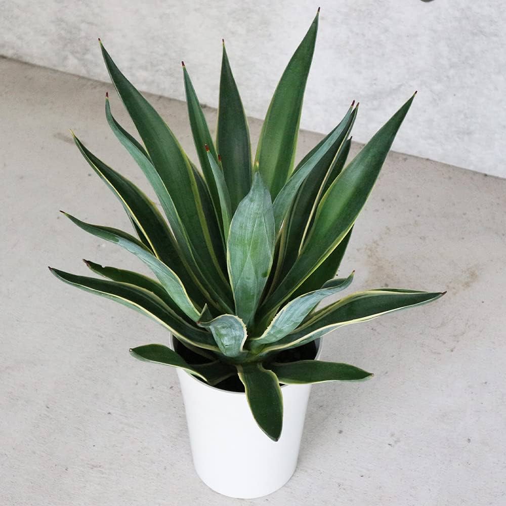 Amazon｜アガベ・ベネズエラ バリエガータ6号鉢【品種で選べる観葉