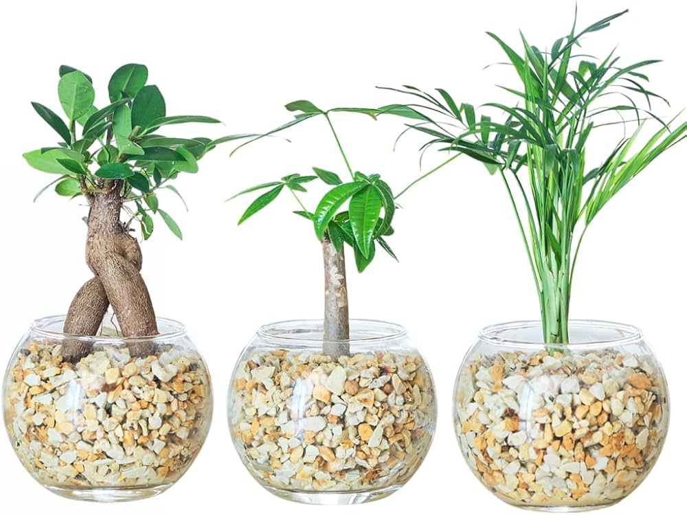 Amazon｜東京寿園 観葉植物 3点セット ハイドロカルチャー 本物 ミニ