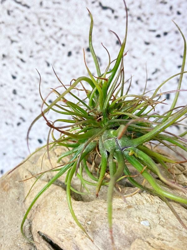 Amazon.co.jp: Frontier Plantsチランジアブルボーサミニブラジル T