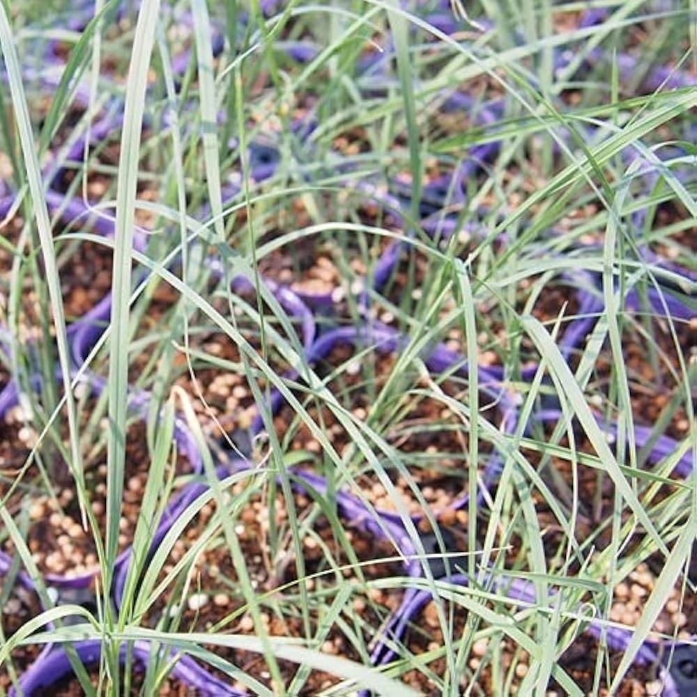 Amazon.co.jp: 【宿根草】 ミューレンベルギア カピラリス （ピンク