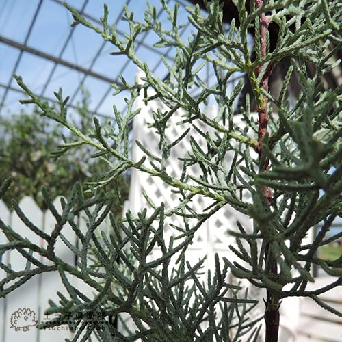 Amazon.co.jp: コニファー『ブルーアイス』12～15cmポット苗 : DIY