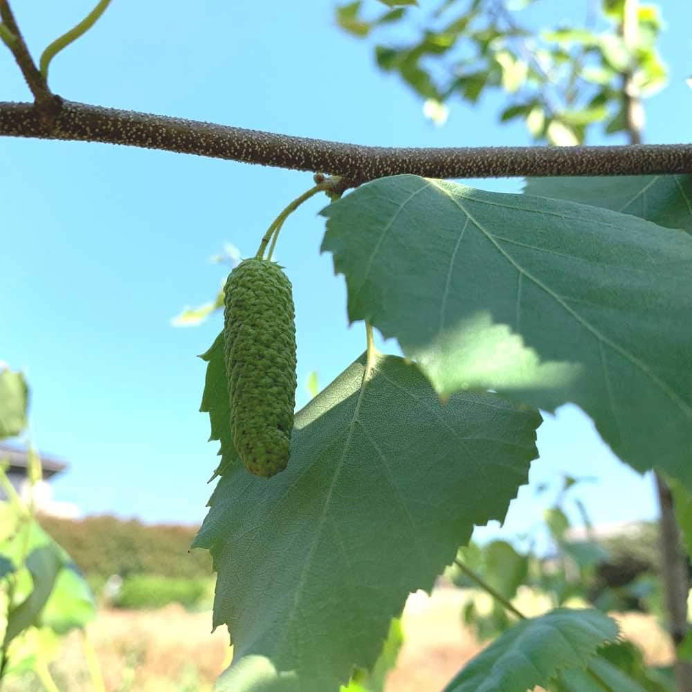 Amazon.co.jp: シラカバ 株立ち 樹高1.8～2.0m前後(根鉢含まず) 単品