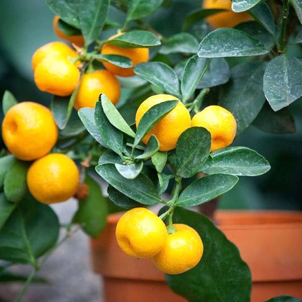 Amazon.co.jp: みかんの苗 紀州種無し小みかん(品種：無核紀州)【品種