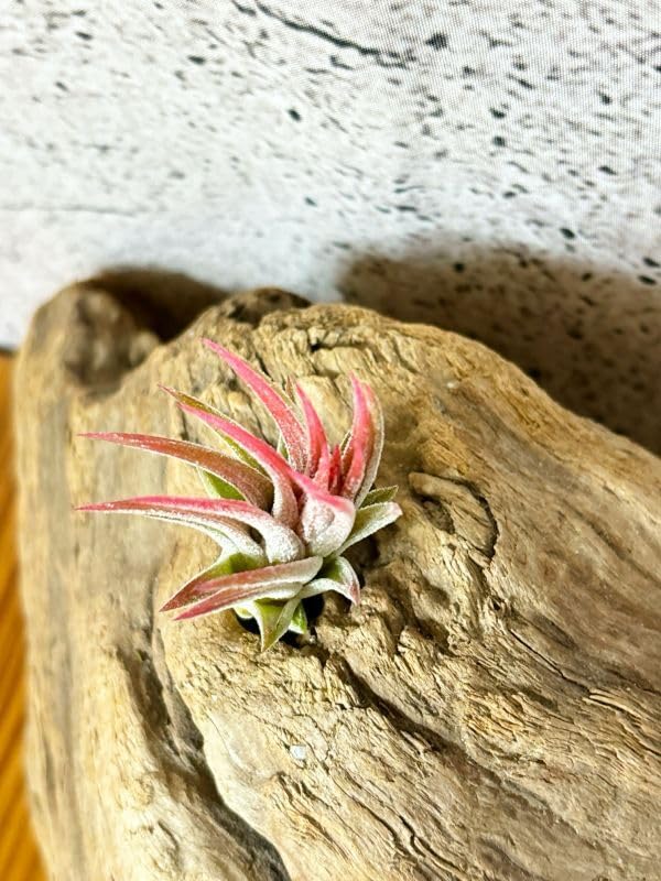 Amazon.co.jp: Frontier Plants 現品チランジア マヤントーテムポール