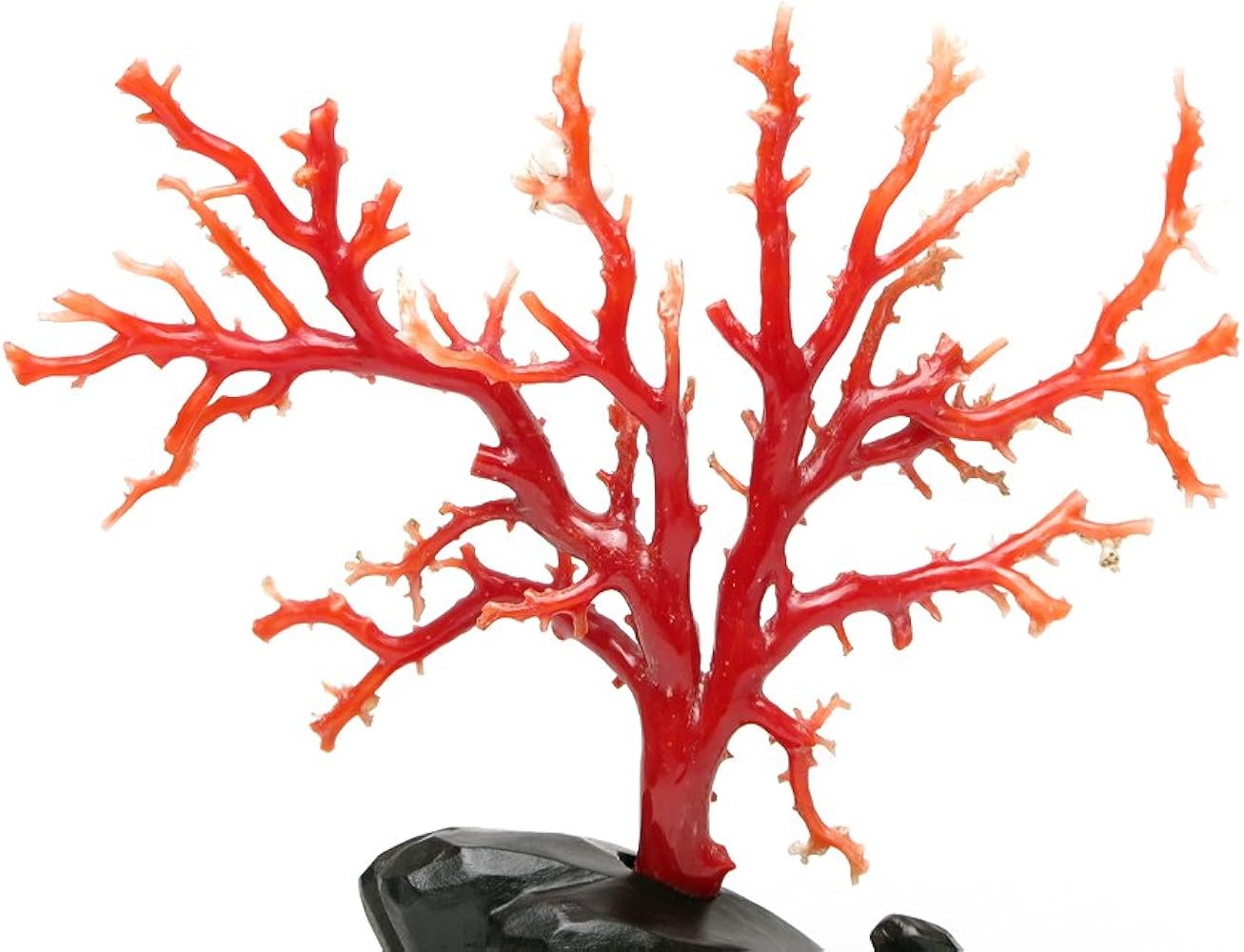 お買い得 珍品 彫りつき珊瑚拝見 お買い得 珍品 彫りつき珊瑚拝見