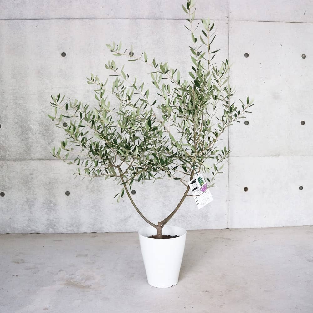 Amazon.co.jp: オリーブの苗木 品種：ネバディロブランコ 7号白