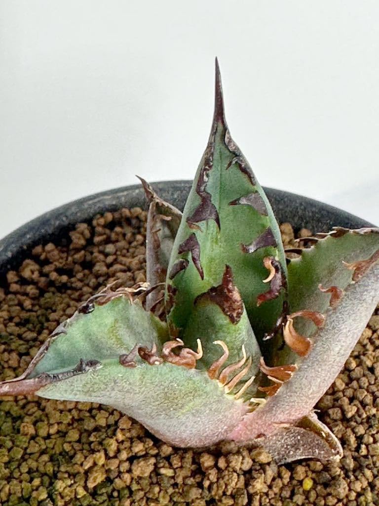 Amazon.co.jp: アガベ チタノタ レッドキャットウィーズル ゴリ猫 Red