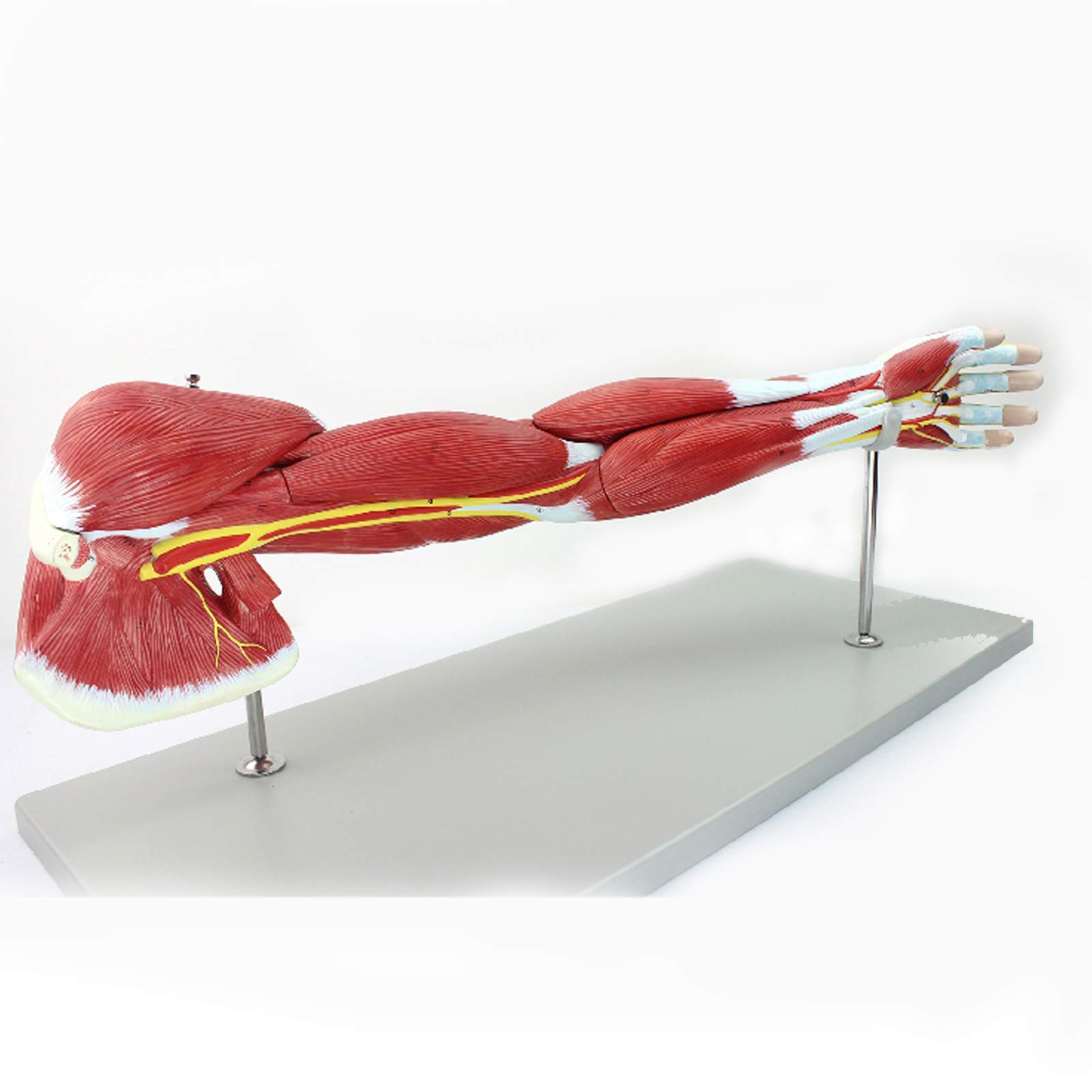 Amazon.co.jp: 人体上肢模型腕筋肉血管神経構造物理学や医師の患者の