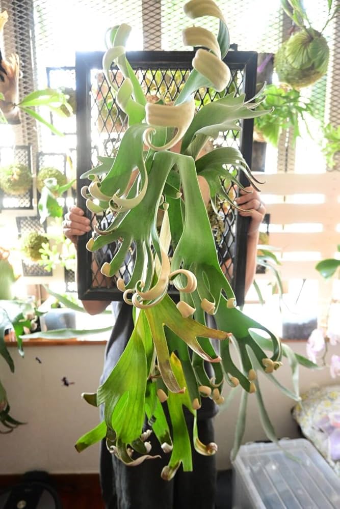 Amazon.co.jp: P.Foongsiqi TC⑤ @bikamori.com フーンシキ ビカクシダ