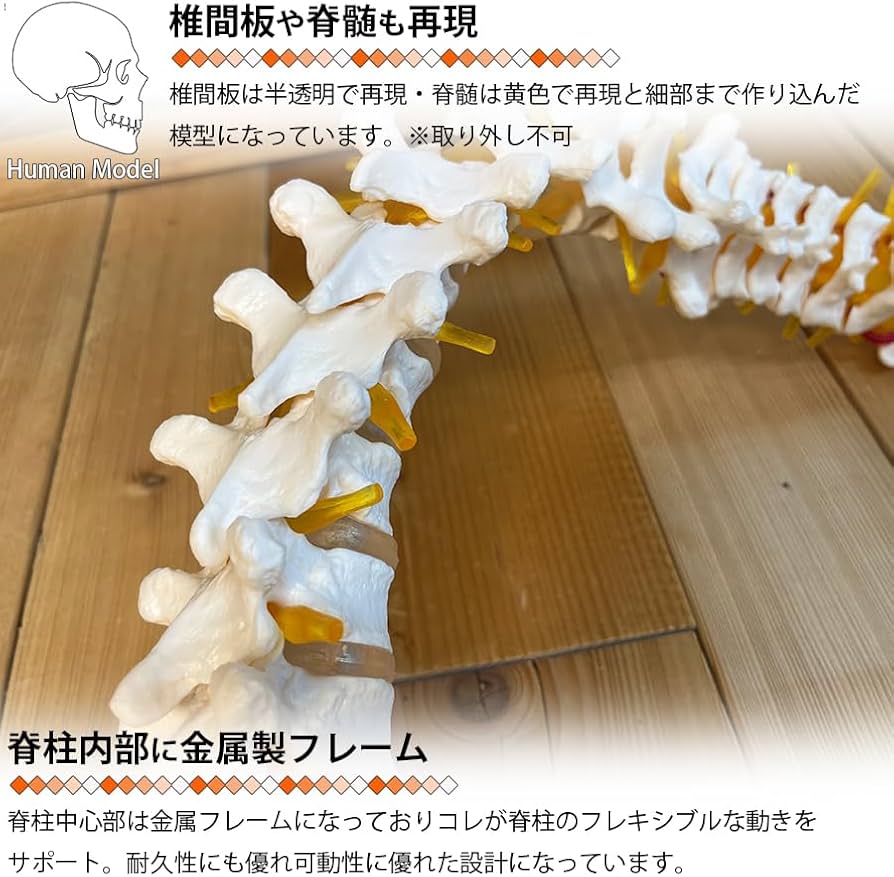 Amazon.co.jp: 人体模型 骨 等身大 脊椎 模型 実物大 90センチ 脊髄