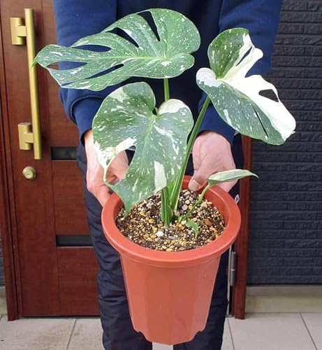 観葉植物 モンステラ 斑入り」の人気商品一覧 | 安い商品を通販サイト