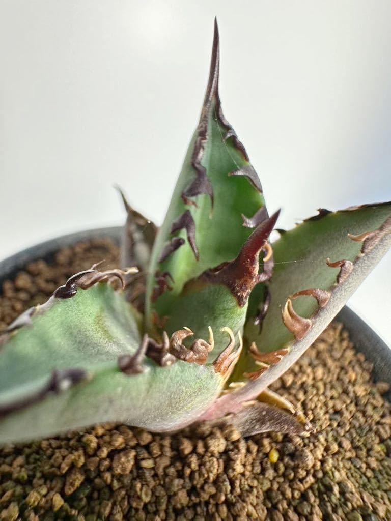 Amazon.co.jp: アガベ チタノタ レッドキャットウィーズル ゴリ猫 Red