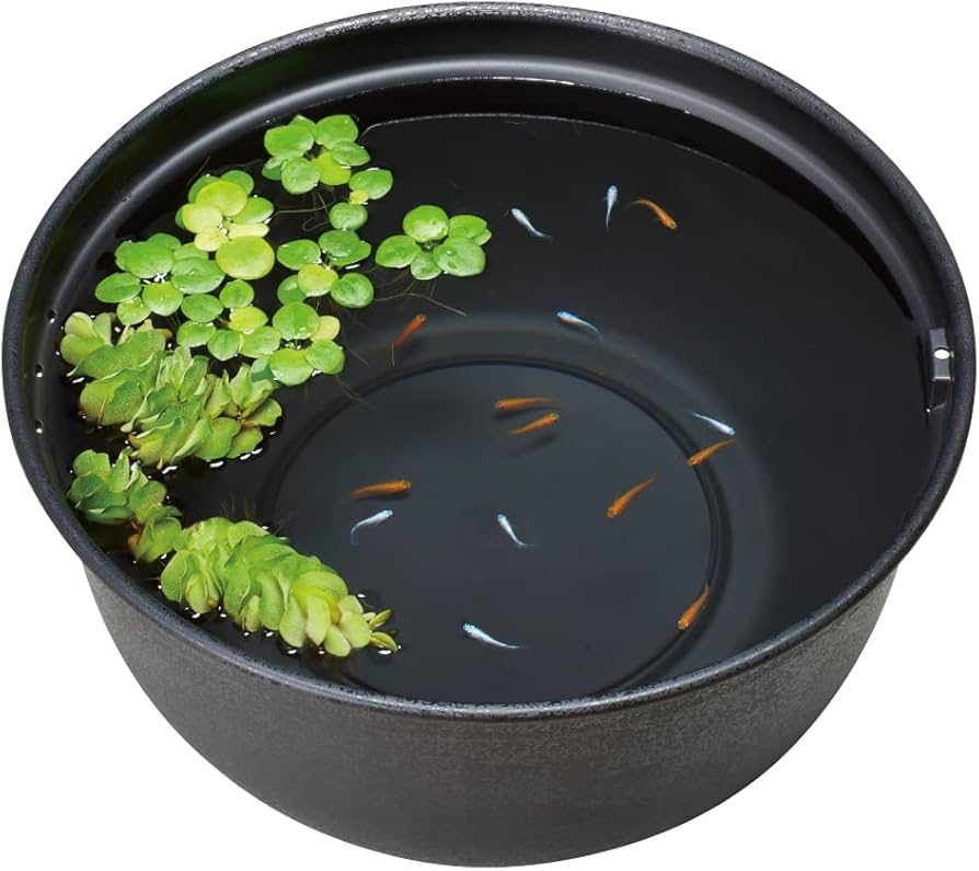 Amazon | ジェックス GEX メダカ元気 メダカのための飼育鉢 黒 420 約