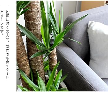 Amazon｜ユッカ・エレファンティペス10号｜観葉植物 オンライン通販