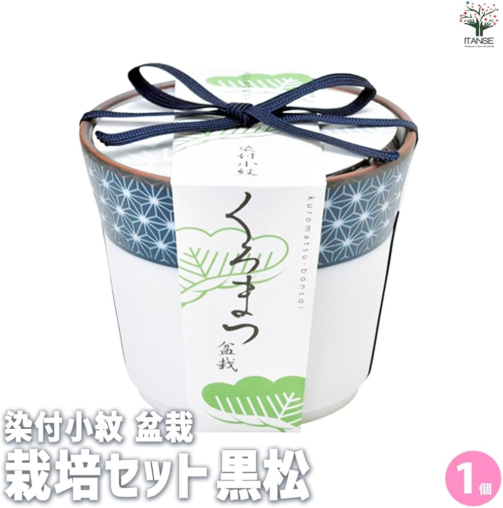 Amazon.co.jp: ITANSE 黒松・栽培セット 染付小紋陶器鉢 ミニ
